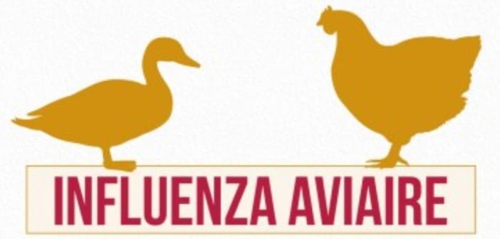 Influenza aviaire : la France place son territoire en niveau de risque élevé